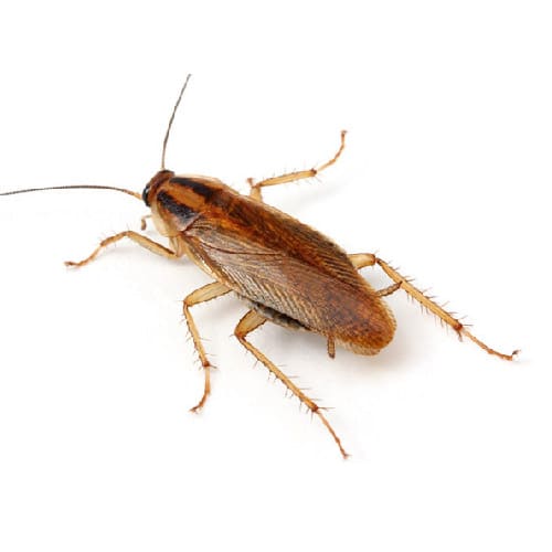 Cucaracha
