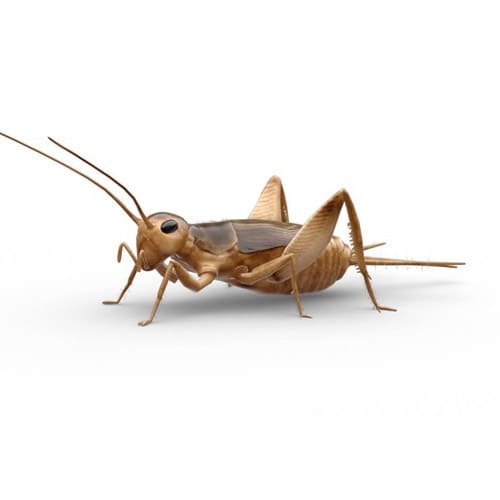 Grillos y chapulines